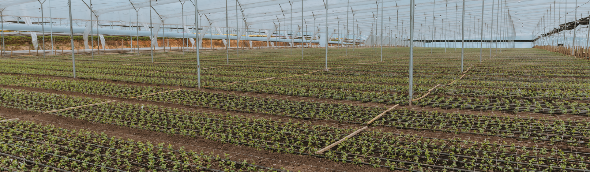 Un Compromiso Verde desde Capiro