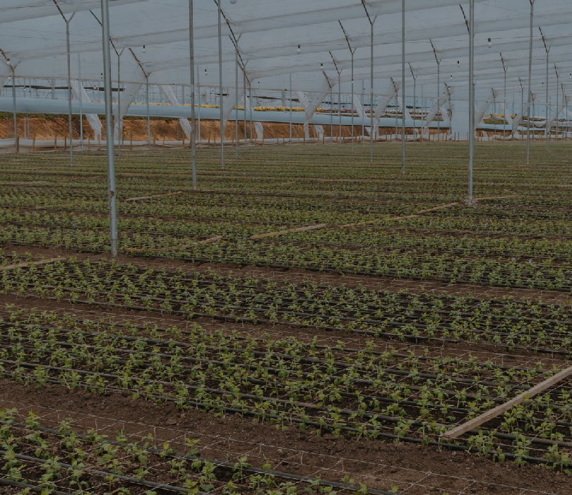 A green commitment from Capiro