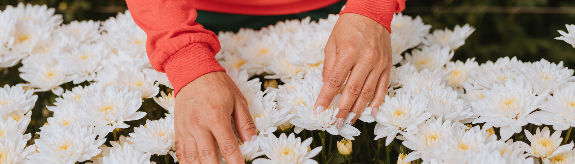 ¿Qué tipo de flores cultivamos en Capiro?