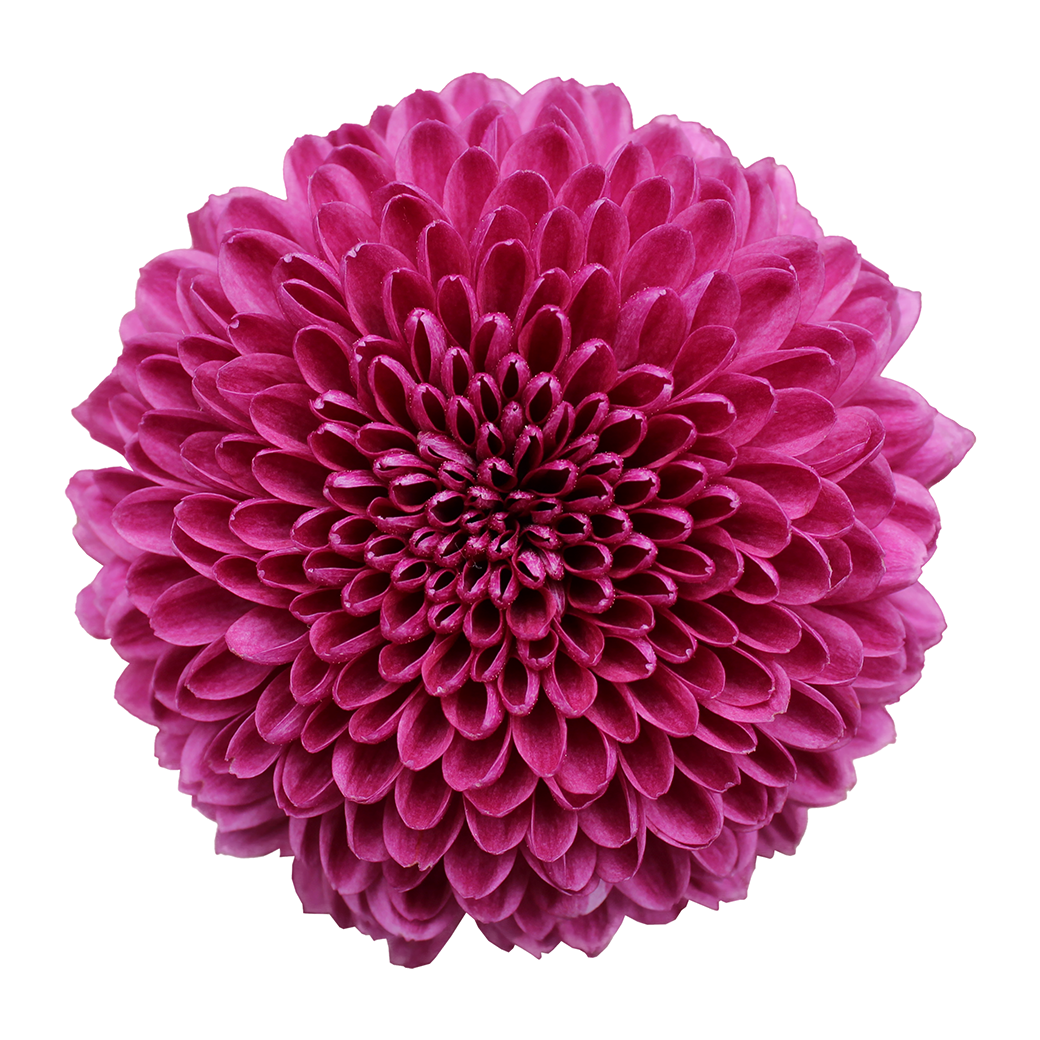 Shortcake purple