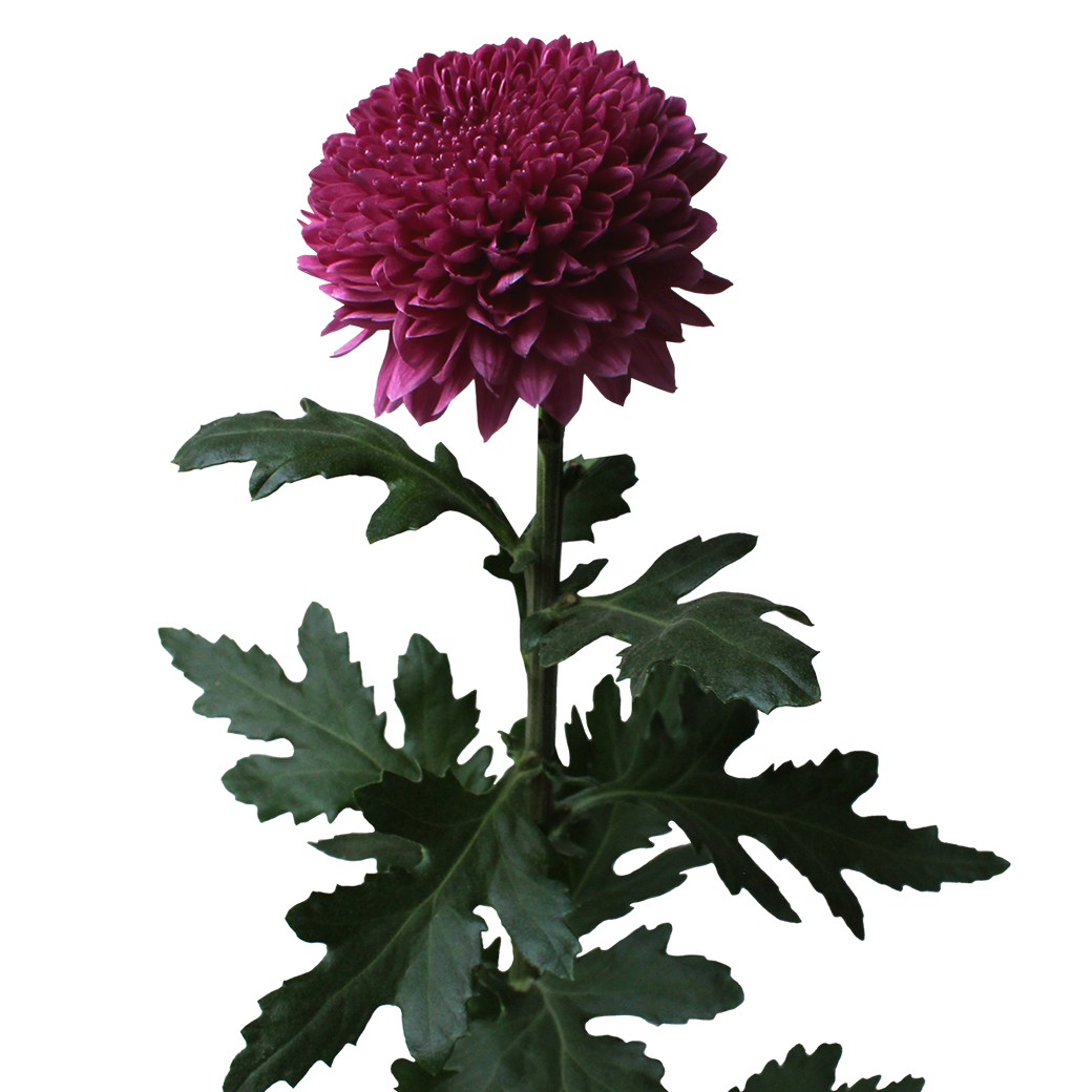 Shortcake purple