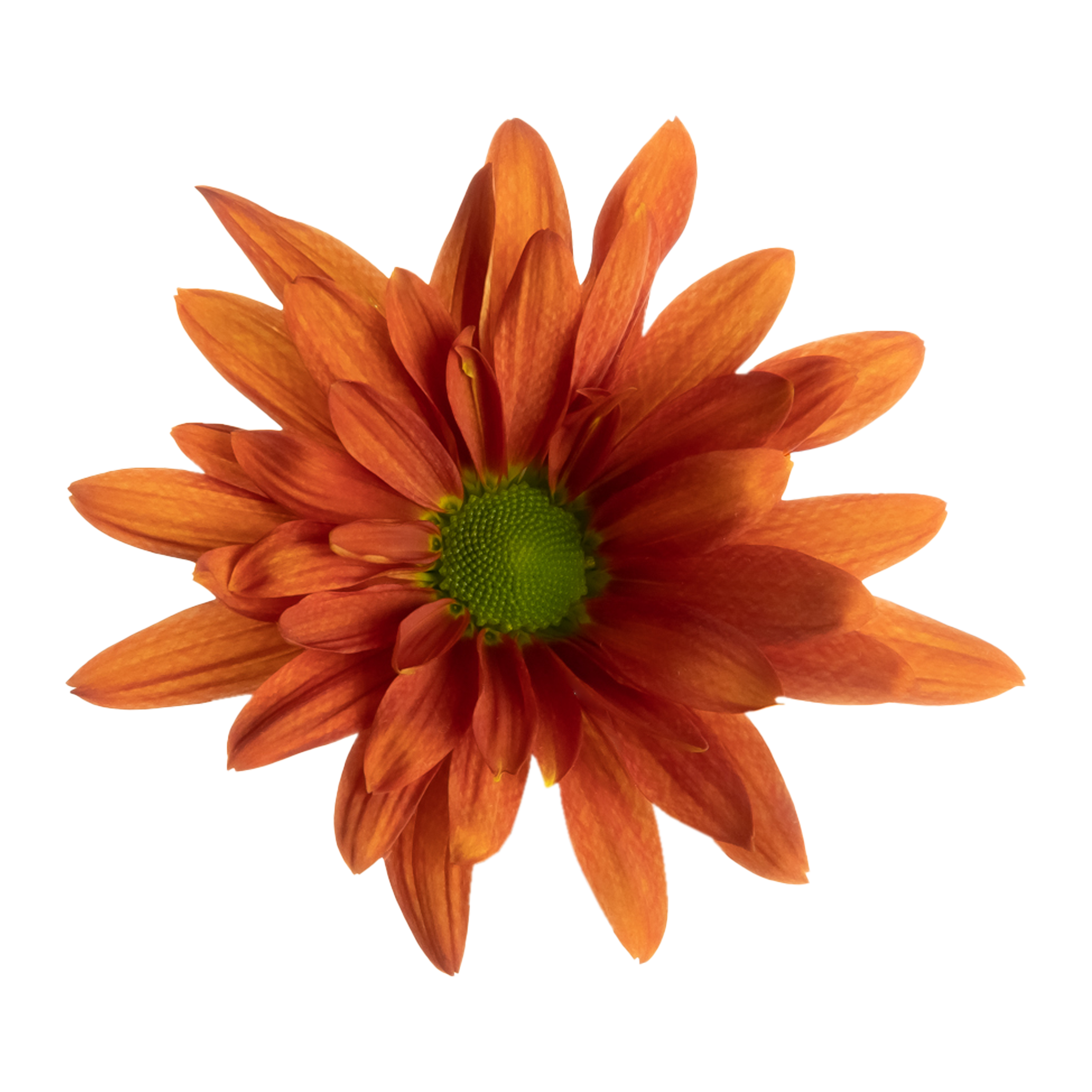 Atlantis orange