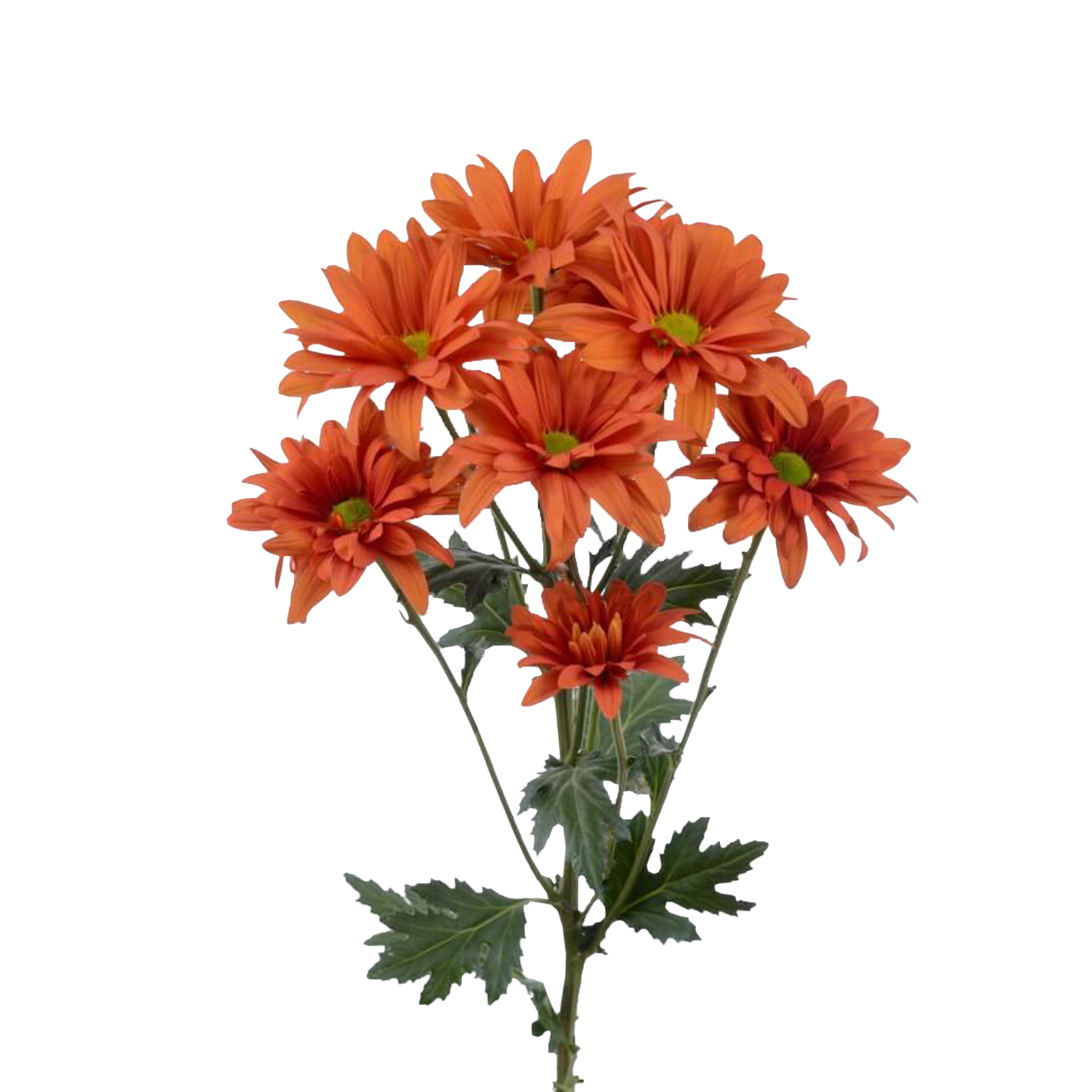 Atlantis orange