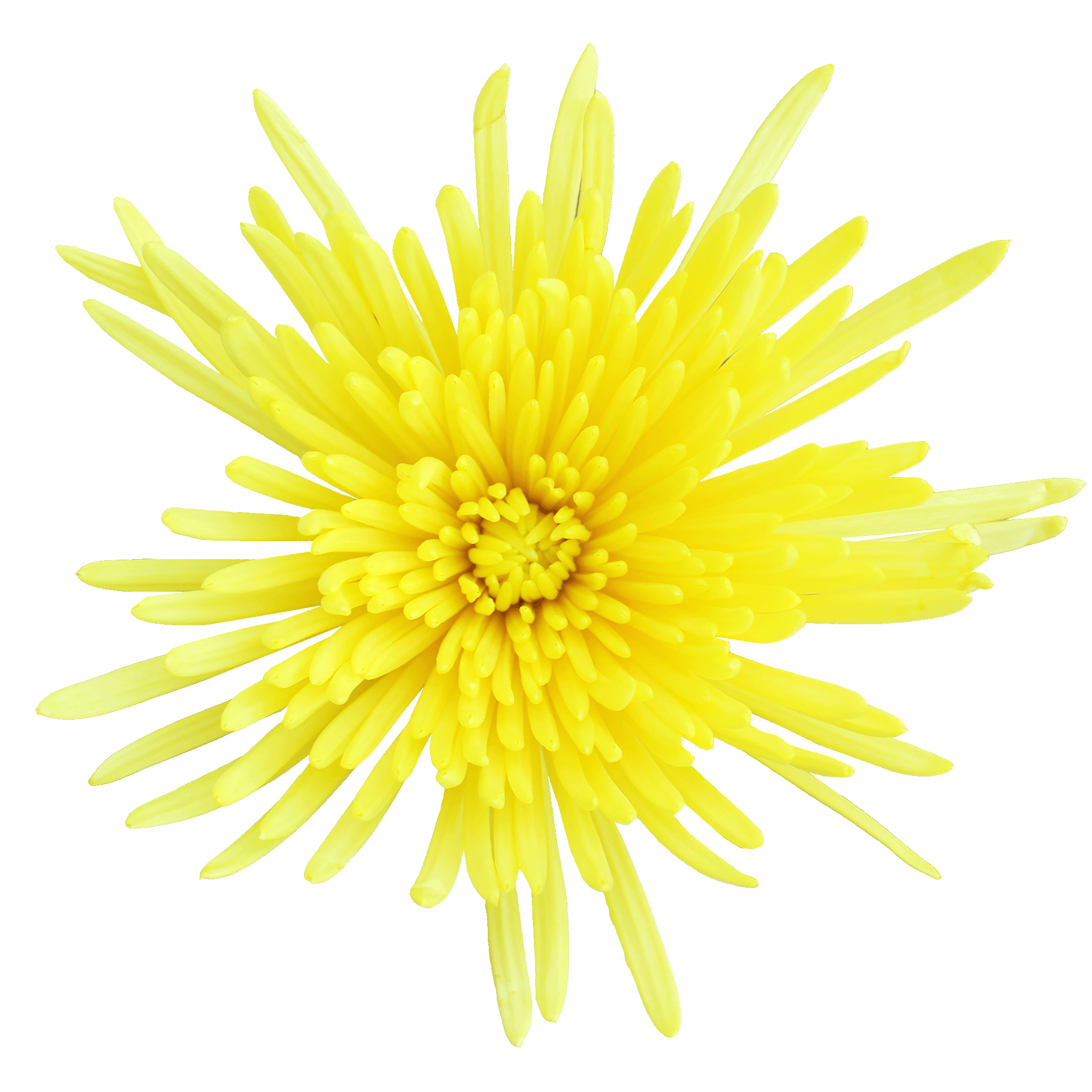 Calafuria sunny