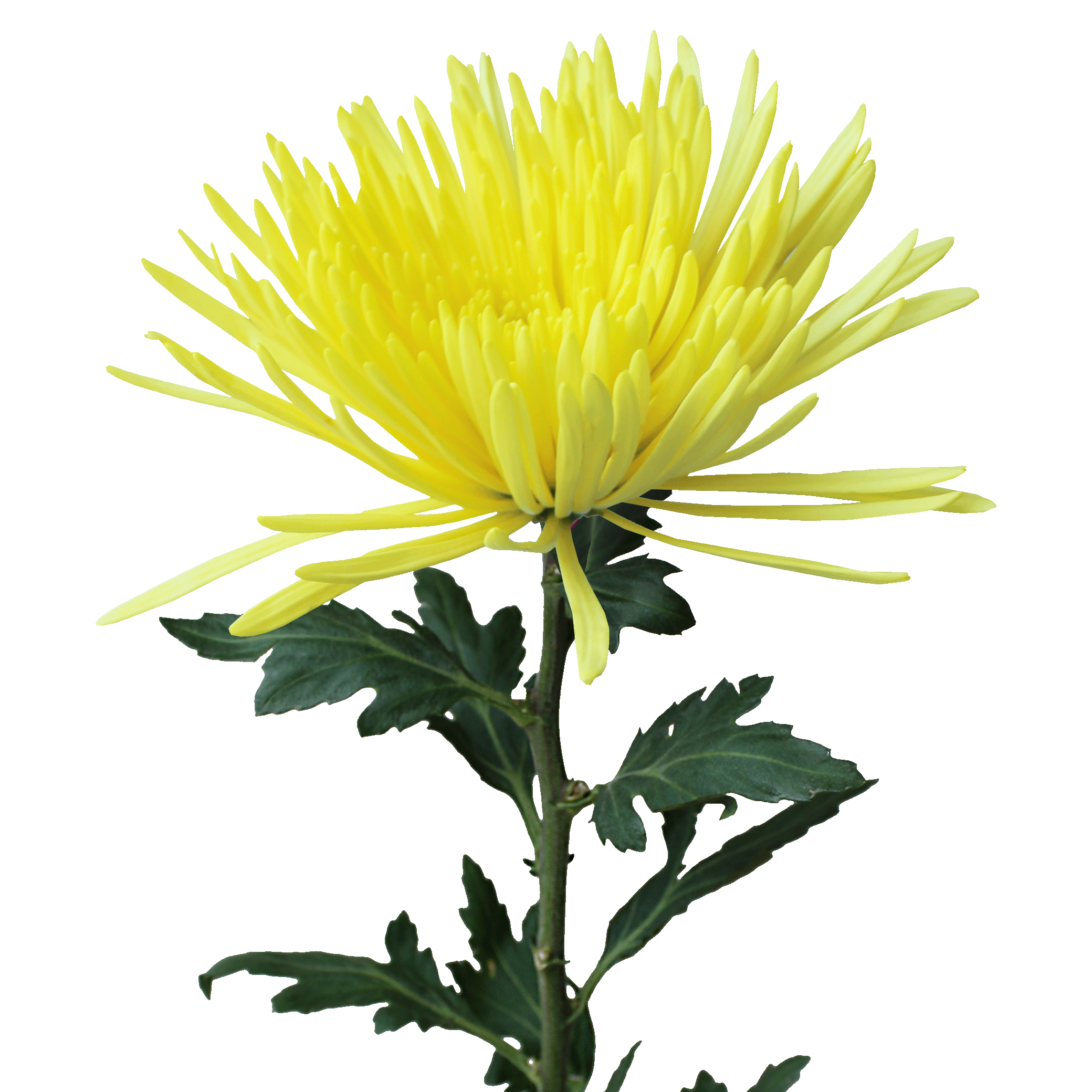 Calafuria sunny