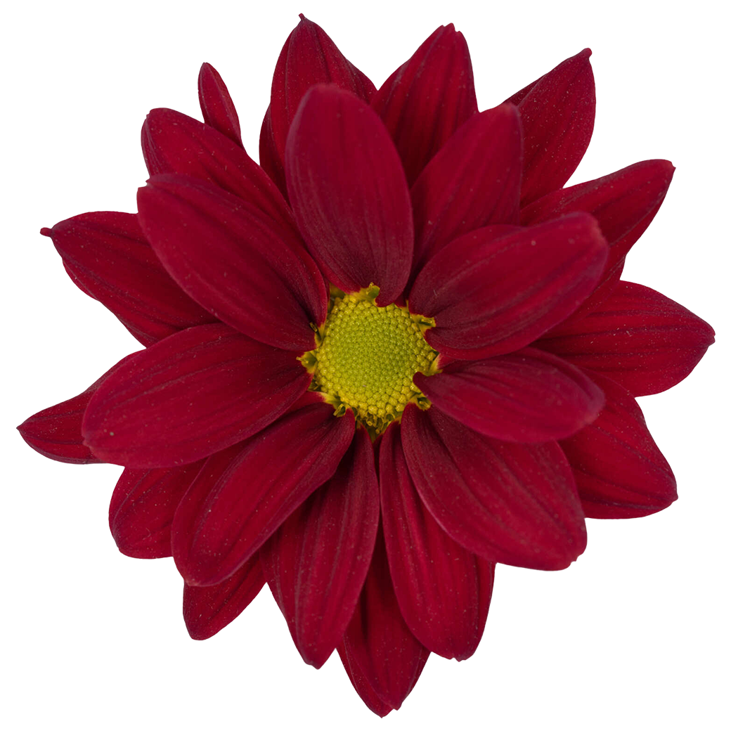 Amor crimson