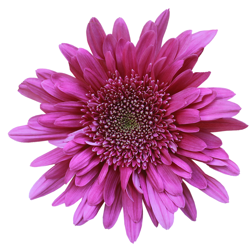 Cornelia