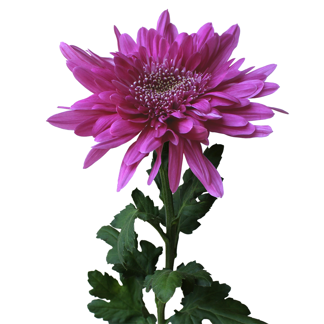 Cornelia